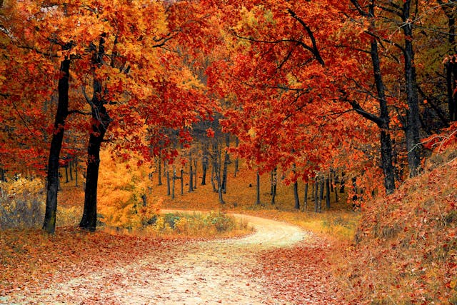 Autumn trees